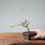 Winter Jasmine Bonsai 686 - Bonsaify