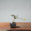 Winter Jasmine Bonsai 686 - Bonsaify