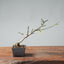 Winter Jasmine Bonsai 687 - Bonsaify