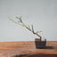 Winter Jasmine Bonsai 687 - Bonsaify