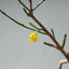 Winter Jasmine Bonsai 687 - Bonsaify