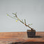 Winter Jasmine Bonsai 687 - Bonsaify