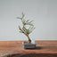 Winter Jasmine Bonsai 689 - Bonsaify