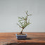 Winter Jasmine Bonsai 689 - Bonsaify