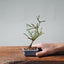 Winter Jasmine Bonsai 689 - Bonsaify