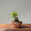 Yaupon Holly Bonsai 1092 - Bonsaify