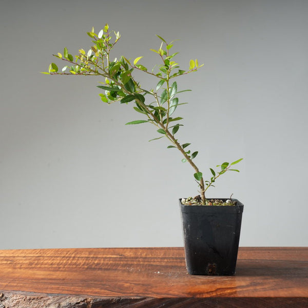 Yaupon Holly Bonsai Starters - Bonsaify