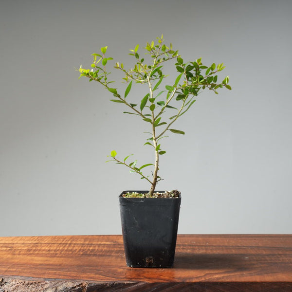 Yaupon Holly Bonsai Starters - Bonsaify
