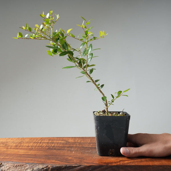 Yaupon Holly Bonsai Starters - Bonsaify