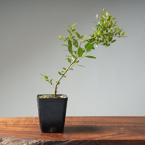 Yaupon Holly Bonsai Starters - Bonsaify