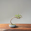 Zelkova Bonsai 1094 - Bonsaify