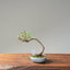 Zelkova Bonsai 1094 - Bonsaify