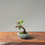 Zelkova Bonsai 1096 - Bonsaify
