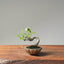 Zelkova Bonsai 1097 - Bonsaify