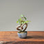 Zelkova Bonsai 1104 - Bonsaify