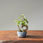 Zelkova Bonsai 1104 - Bonsaify