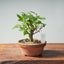 Zelkova Bonsai #1324 - Bonsaify