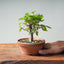 Zelkova Bonsai #1324 - Bonsaify