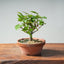 Zelkova Bonsai #1324 - Bonsaify
