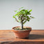 Zelkova Bonsai #1324 - Bonsaify