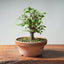 Zelkova Bonsai #1326 - Bonsaify