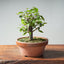 Zelkova Bonsai #1326 - Bonsaify