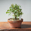 Zelkova Bonsai #1327 - Bonsaify