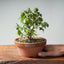 Zelkova Bonsai #1327 - Bonsaify