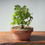 Zelkova Bonsai #1327 - Bonsaify