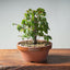 Zelkova Bonsai #1327 - Bonsaify