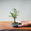 Zelkova Bonsai #1328 - Bonsaify
