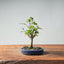 Zelkova Bonsai #1328 - Bonsaify