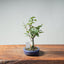 Zelkova Bonsai #1328 - Bonsaify