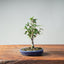 Zelkova Bonsai #1328 - Bonsaify