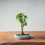 Zelkova Bonsai #1329 - Bonsaify