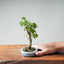 Zelkova Bonsai #1329 - Bonsaify