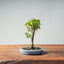 Zelkova Bonsai #1329 - Bonsaify