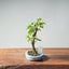 Zelkova Bonsai #1329 - Bonsaify