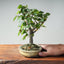 Zelkova Bonsai #1330 - Bonsaify