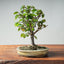 Zelkova Bonsai #1330 - Bonsaify