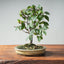 Zelkova Bonsai #1330 - Bonsaify