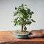Zelkova Bonsai #1331 - Bonsaify