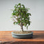 Zelkova Bonsai #1331 - Bonsaify
