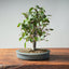 Zelkova Bonsai #1331 - Bonsaify