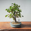 Zelkova Bonsai #1331 - Bonsaify