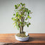 Zelkova Bonsai #1332 - Bonsaify