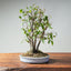 Zelkova Bonsai #1332 - Bonsaify