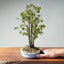 Zelkova Bonsai #1332 - Bonsaify