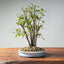 Zelkova Bonsai #1332 - Bonsaify
