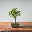Zelkova Bonsai #1333 - Bonsaify